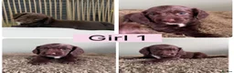 Cocker Spaniel dogs for sale: Cocker Spaniel puppies for sale - Advert 4