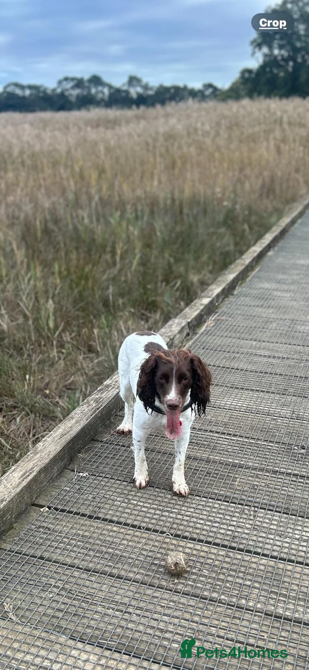 English Springer Spaniel dogs for sale: English springer spaniel puppies - Advert 12