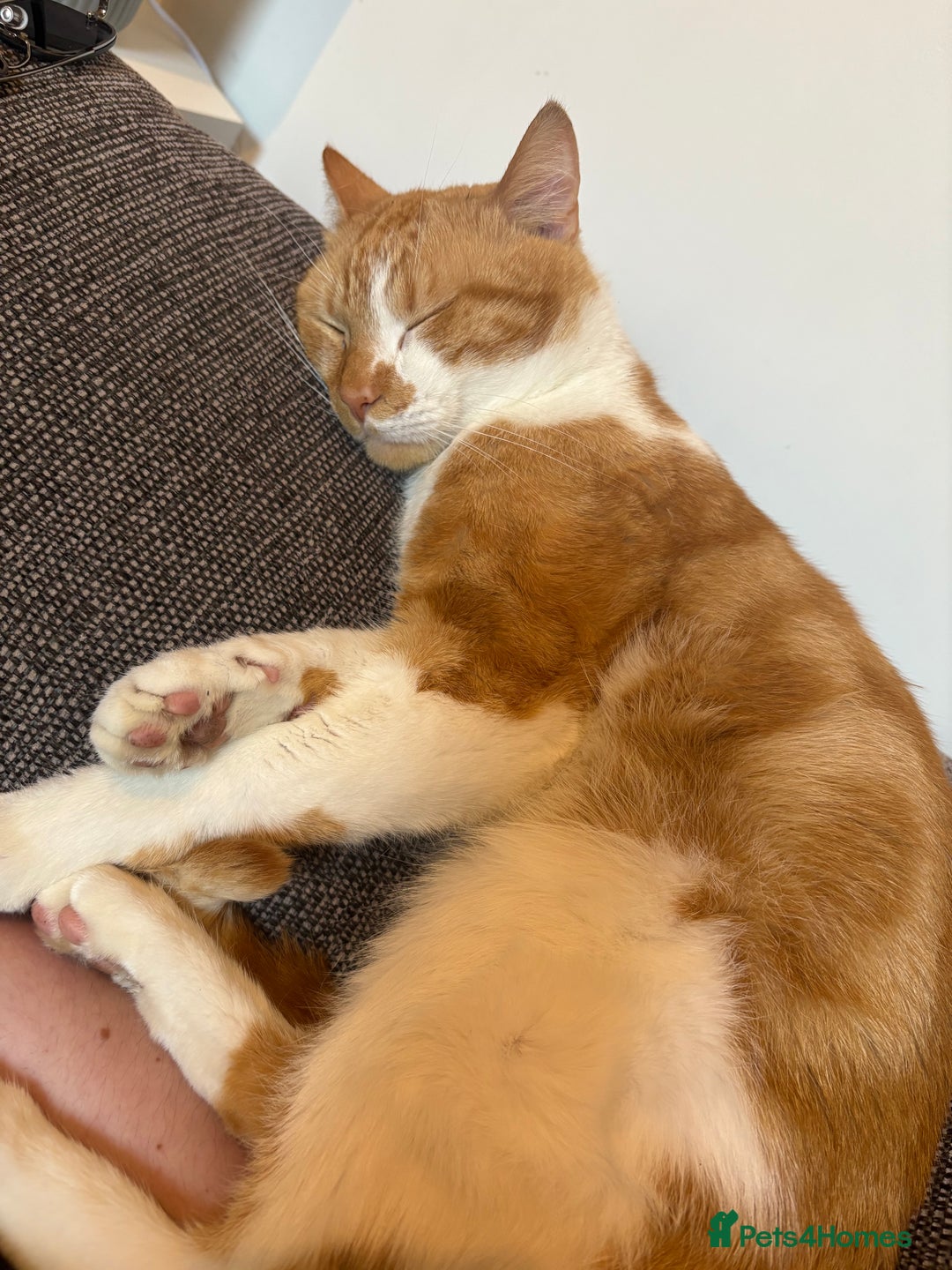 Domestic Shorthair cats for sale: Looking for a loving home!! - Image 2