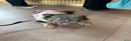 French Bulldog dogs for sale: Fluffy French bulldog for rehoming  - Advert 2