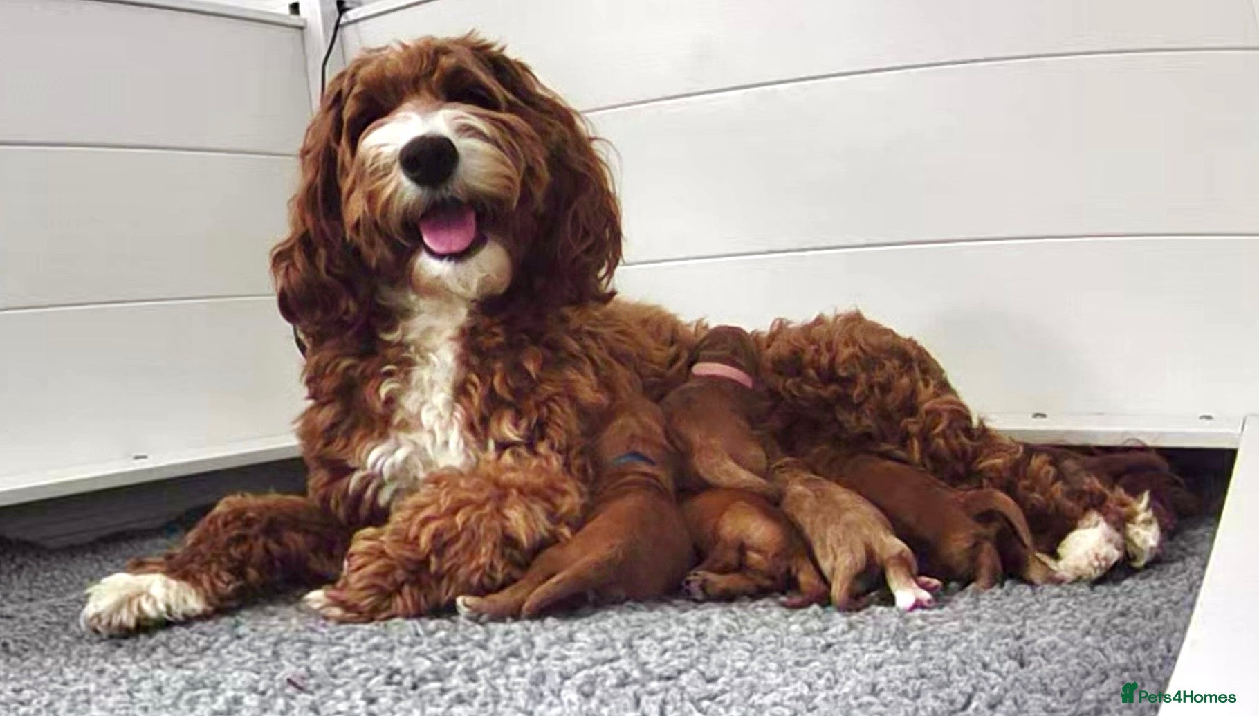 Australian Labradoodle dogs Australian Labradoodles - Advert 13