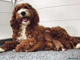 Australian Labradoodle dogs Australian Labradoodles - Advert 13