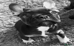 French Bulldog dogs for sale: Beautiful tiny girl Frenchie  - Image 1