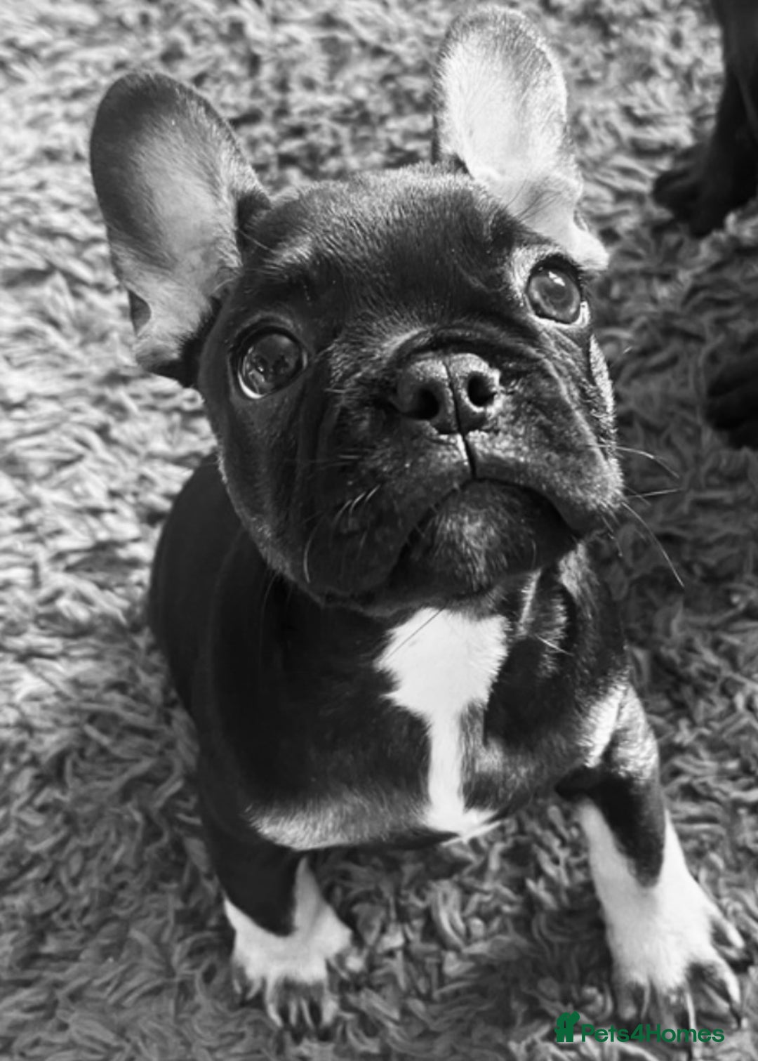 French Bulldog dogs for sale: Beautiful tiny girl Frenchie  - Image 1
