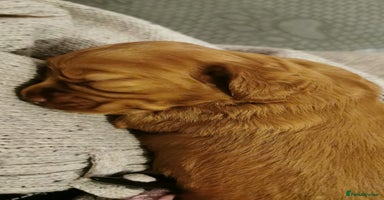 Cocker Spaniel dogs Tan female cocker spaniel - Advert 3