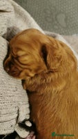 Cocker Spaniel dogs Tan female cocker spaniel - Advert 3