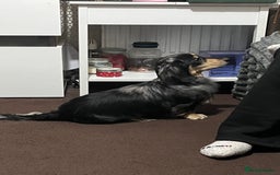 Miniature Dachshund dogs for stud: Mini long haired dapple dachshund Odin for stud.   - Advert 3