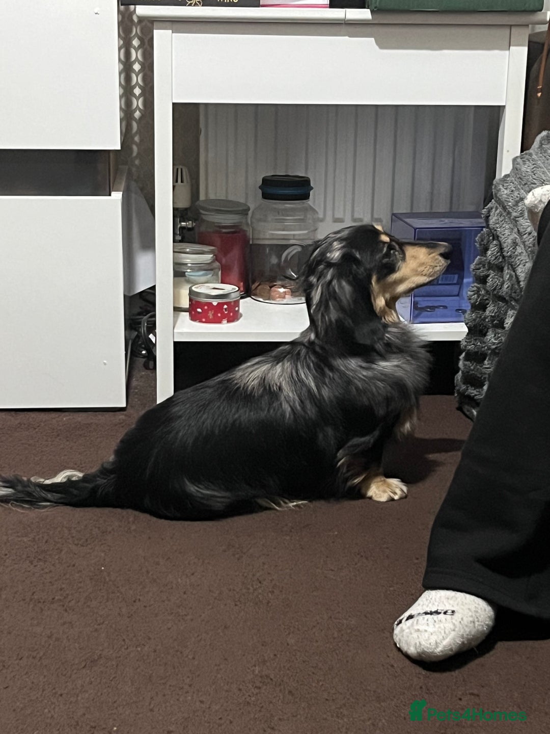 Miniature Dachshund dogs for stud: Mini long haired dapple dachshund Odin for stud.   - Advert 3