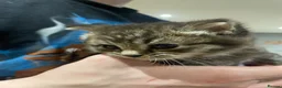 British Shorthair cats for sale: Three Gorgeous Kittens Looking For Forever Homes  in Peterhead - Advert 9