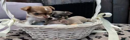 Chihuahua dogs for sale: 🐶Tiny exquisite RARE blue, Lilac & Chocolate Tri  - Advert 30