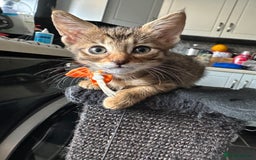 Savannah cats for sale: Savannahs  - Image 5