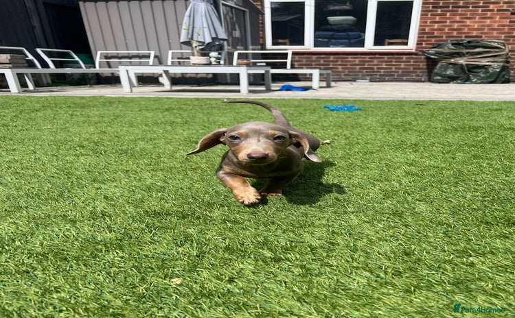 Miniature Dachshund dogs in Derby - Advert 4