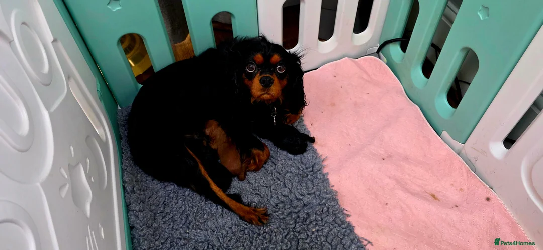 Cavapoo dogs for sale: Exquisite F1 Toy Cavapoos - Advert 5