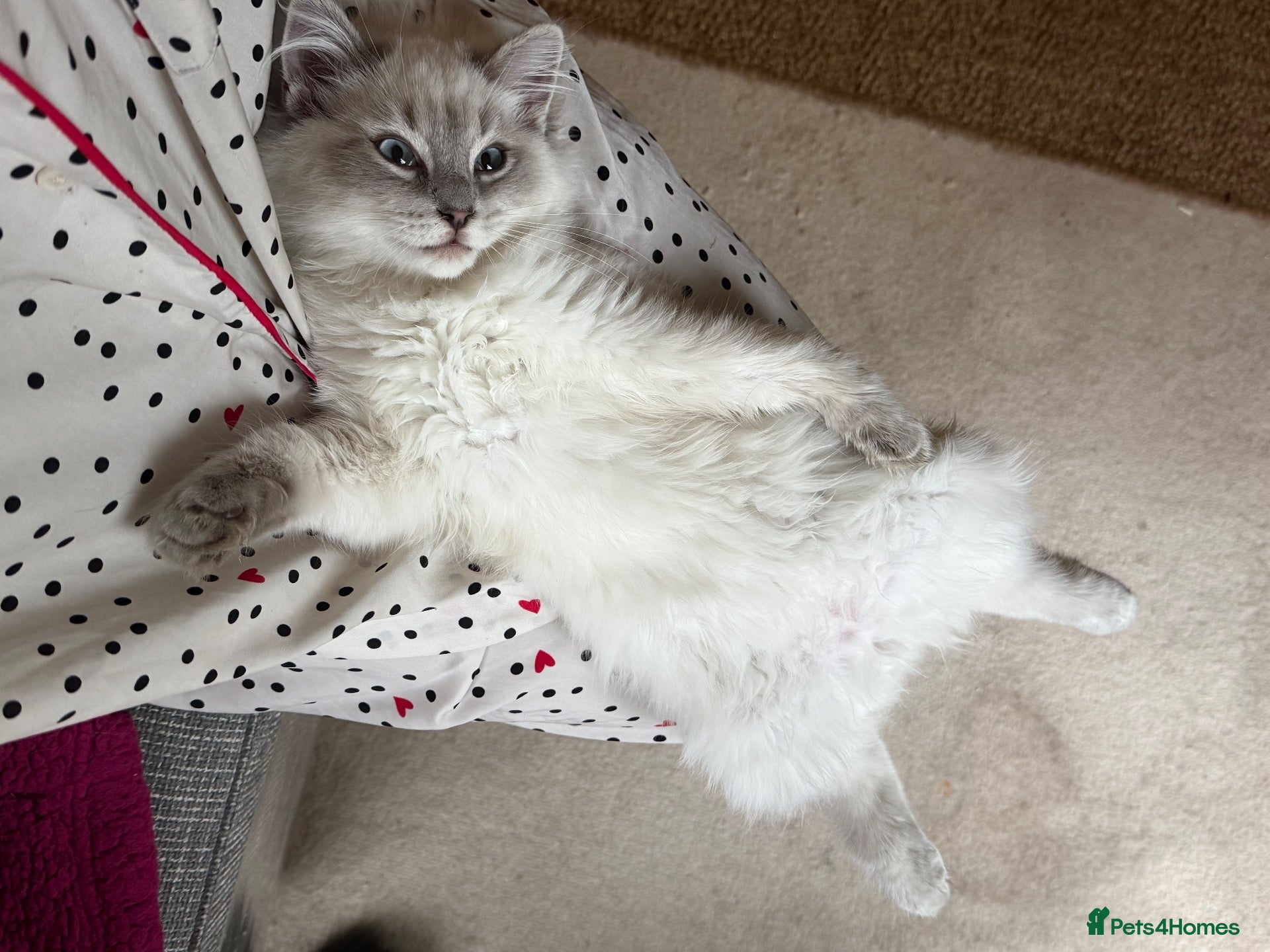 Ragdoll cats for sale: Our foster baby, tuna ❤️ - Advert 8