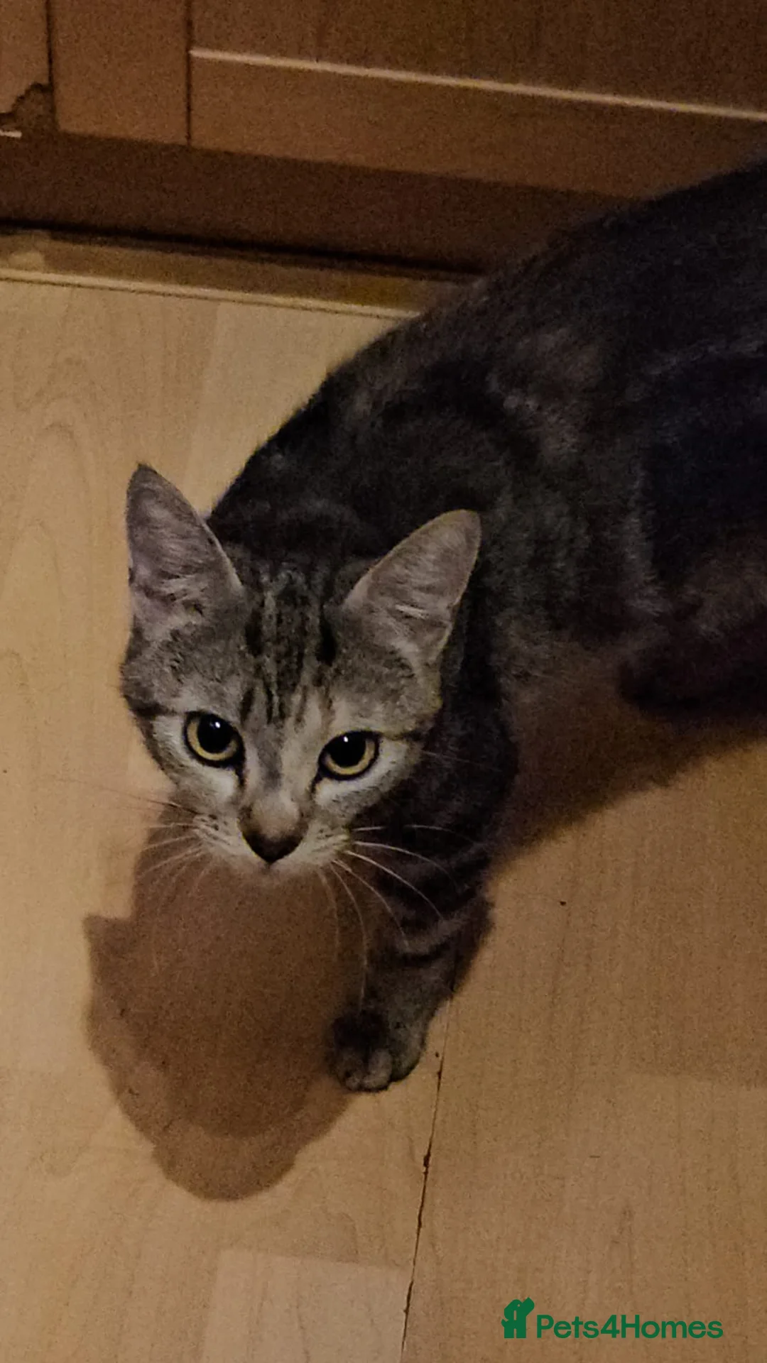 Domestic Shorthair cats for adoption: Rescue Cat Looking for a Forever Home – Meet Chime - Advert 11