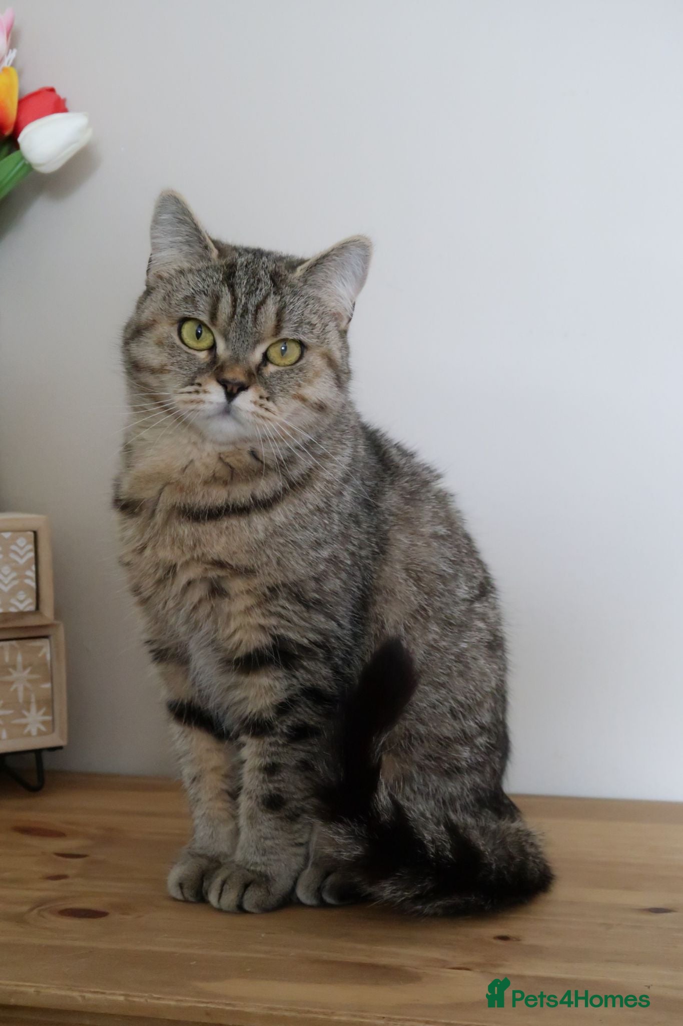 British Shorthair cats Stunning Active female - Advert 3