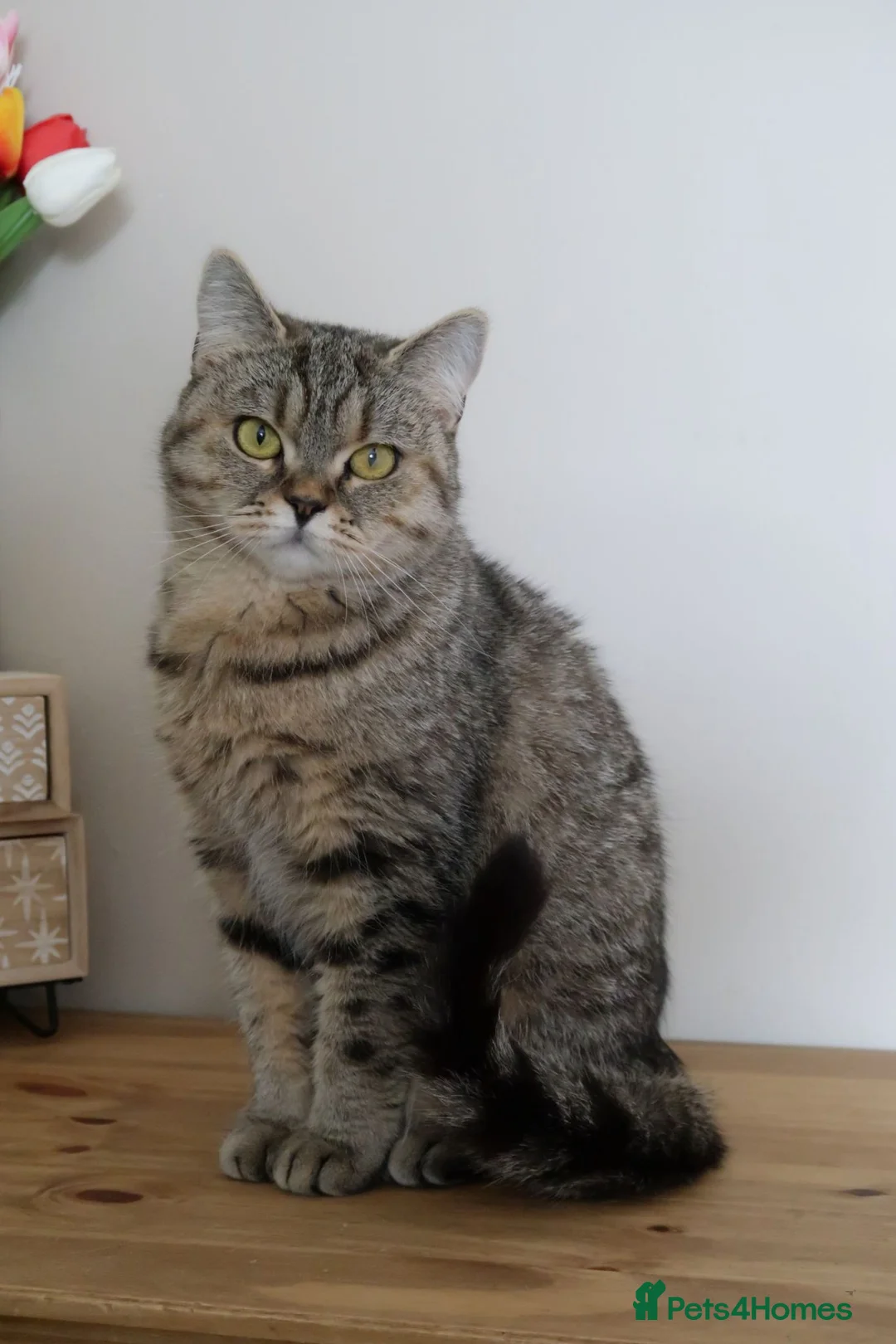 British Shorthair cats for sale: Stunning Active female - Advert 1