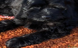 Cockapoo dogs for sale: Beautiful cockapoo f1 puppies - Image 14