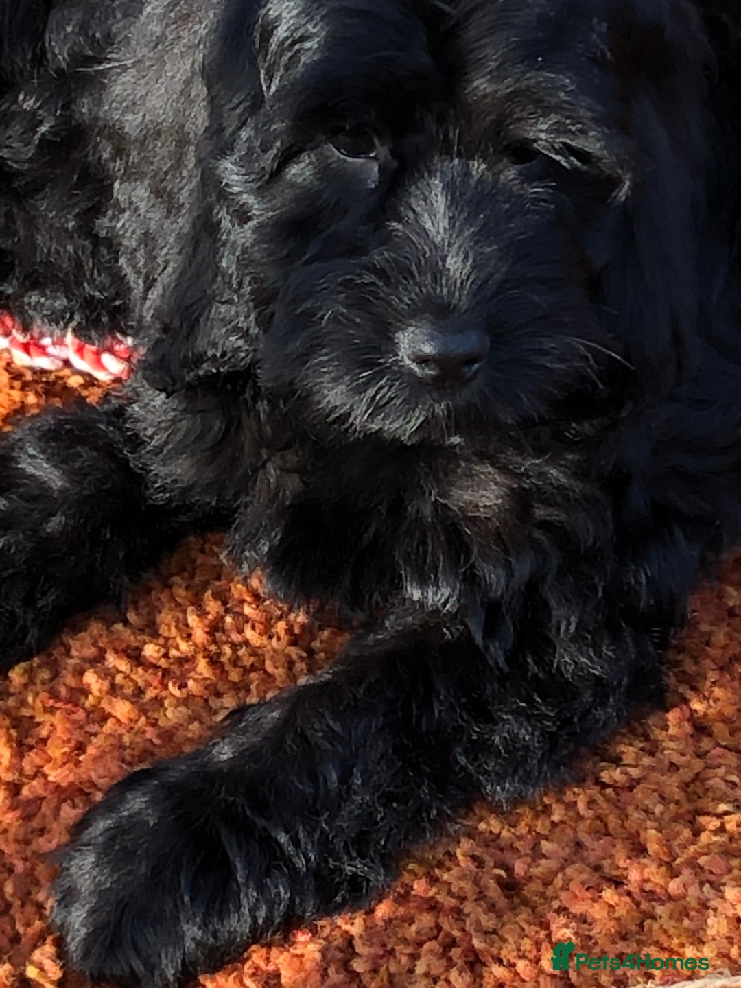 Cockapoo dogs for sale: Beautiful cockapoo f1 puppies - Image 14