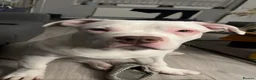 American Bulldog dogs for stud: Very handsome American bulldog for stud  - Advert 3
