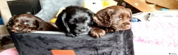 Cocker Spaniel dogs for sale: KC registered Working Cocker Spaniel pups - Advert 4