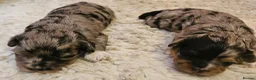 Maltipoo dogs for sale: Beautiful Blue Merle Maltipoos - Advert 4