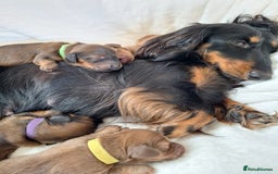 Miniature Dachshund dogs for sale: Longhaired Minature Dauchounds - Image 4