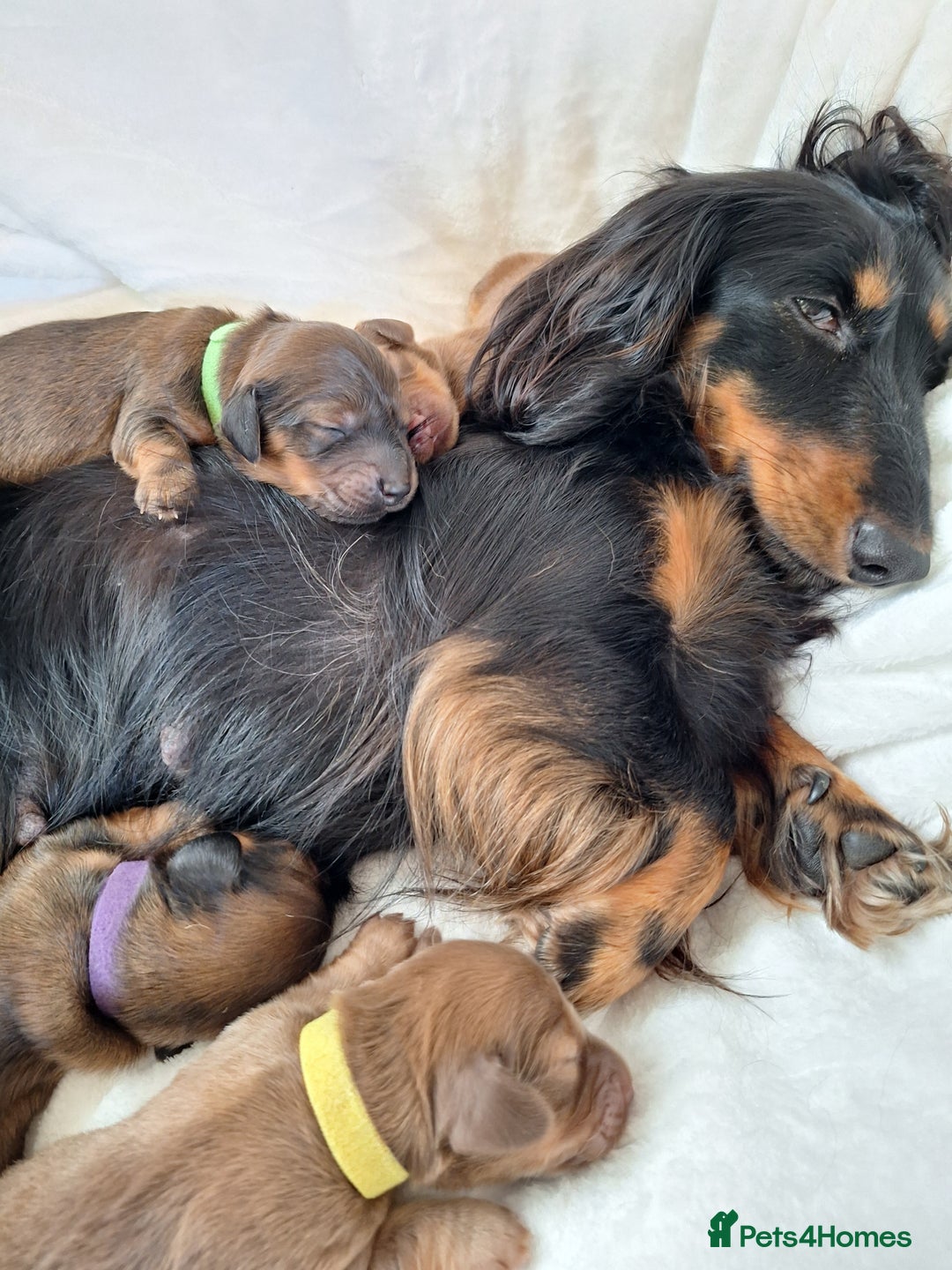 Miniature Dachshund dogs for sale: Longhaired Minature Dauchounds - Image 4
