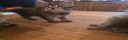Maine Coon cats for sale: Big Strong Maine Coon Kittens - Advert 30