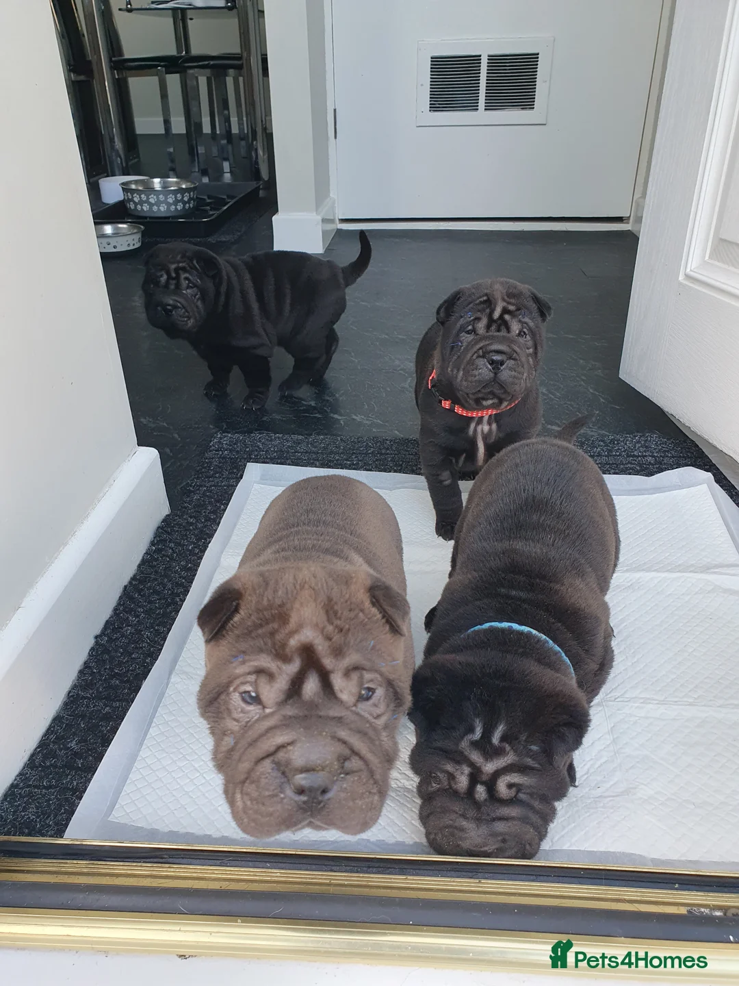 Shar Pei dogs for sale: Stunning KC Registered Shar Pei puppies - Advert 21
