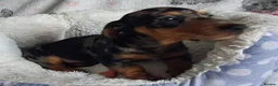 Miniature Dachshund dogs for sale: Stunning Dachshund pups *Ready now* - Advert 28