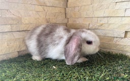 Mini Lop rabbits for sale: Mini Lops Blue eyed Chocolate Magpies - Image 2