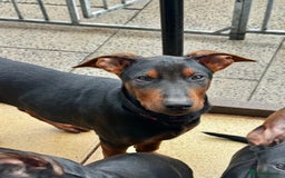 Mixed Breed dogs for sale: Laizhou Hong - Chinese Red Dog puppies - Image 32