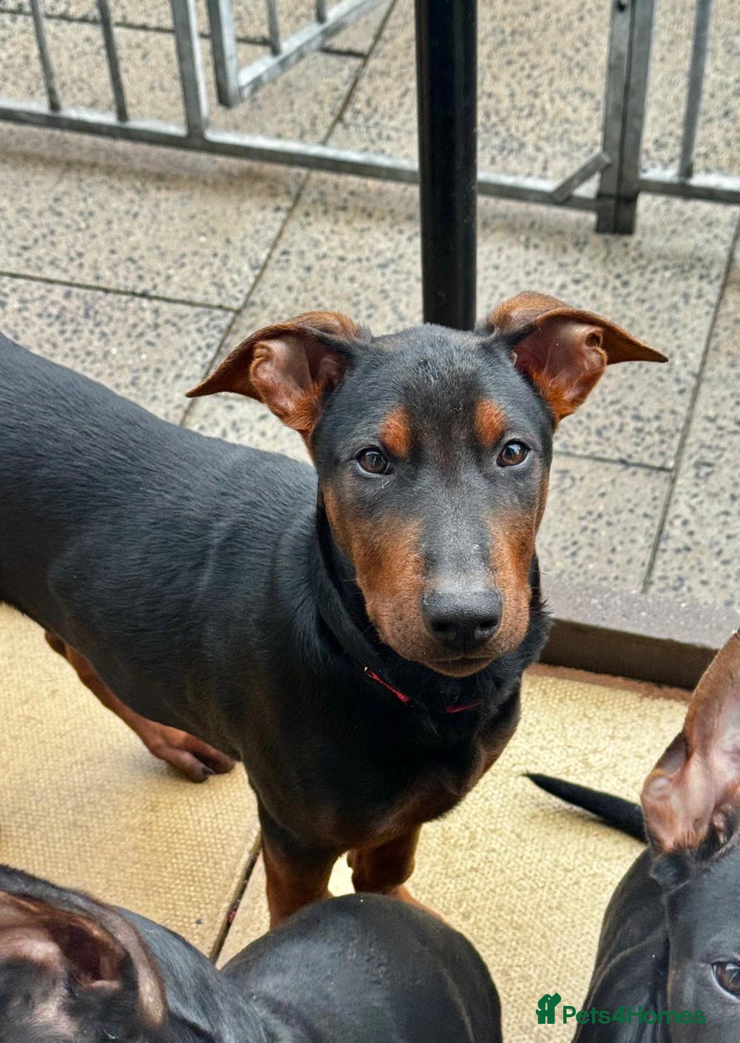 Mixed Breed dogs for sale: Laizhou Hong - Chinese Red Dog puppies - Image 32