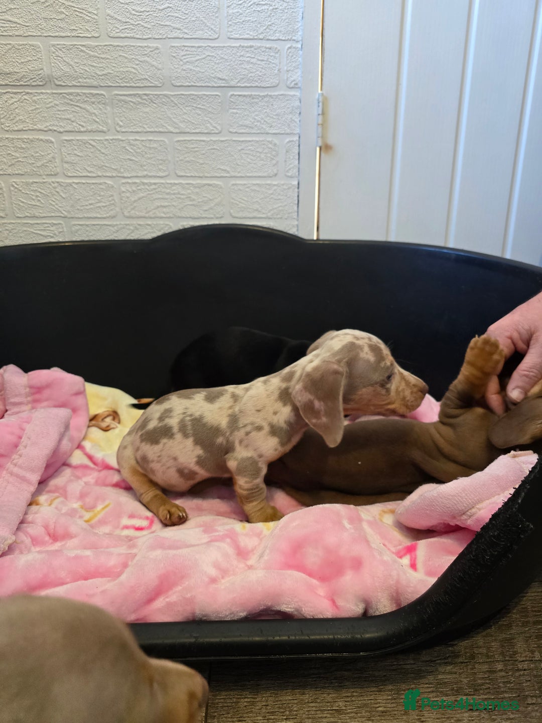 Dachshund dogs for sale: 4 beautiful dachshund boy puppies  - Advert 13