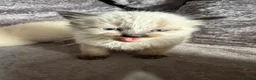 Ragdoll cats for sale: Ragdoll/ mixed  - Advert 14
