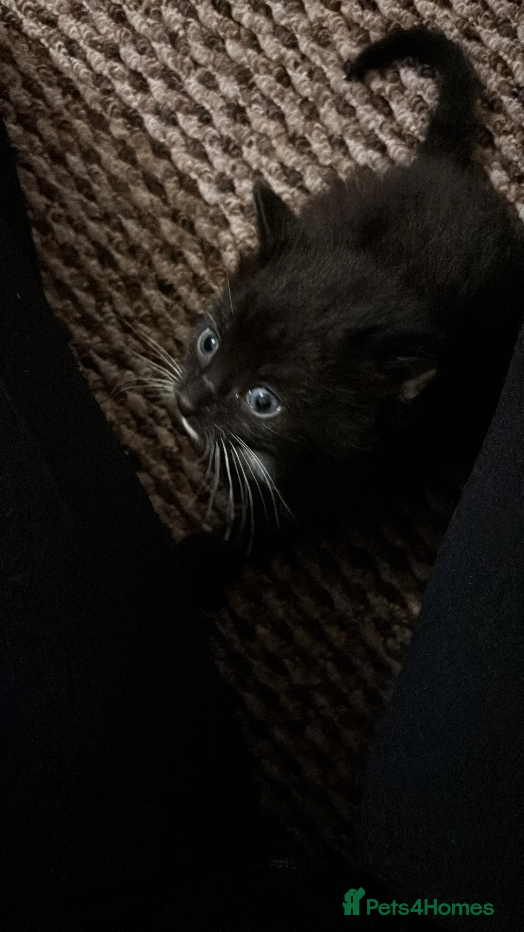 Mixed Breed cats for sale: Tuxedo and Bombay  kittens for sale  - Advert 8