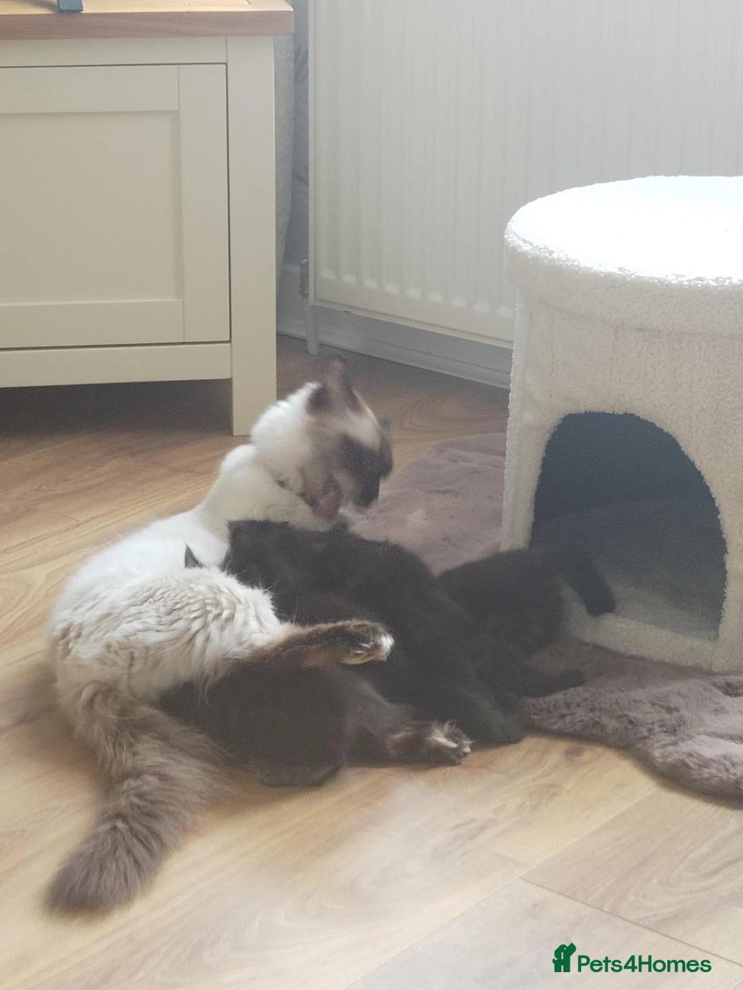 Mixed Breed cats for sale: Ragdoll cross kittens  - Advert 2