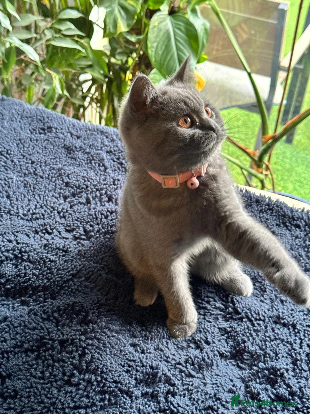 British Shorthair cats for sale: British Shorthair Blue Kittens – 21 weeks osd BSB - Advert 4