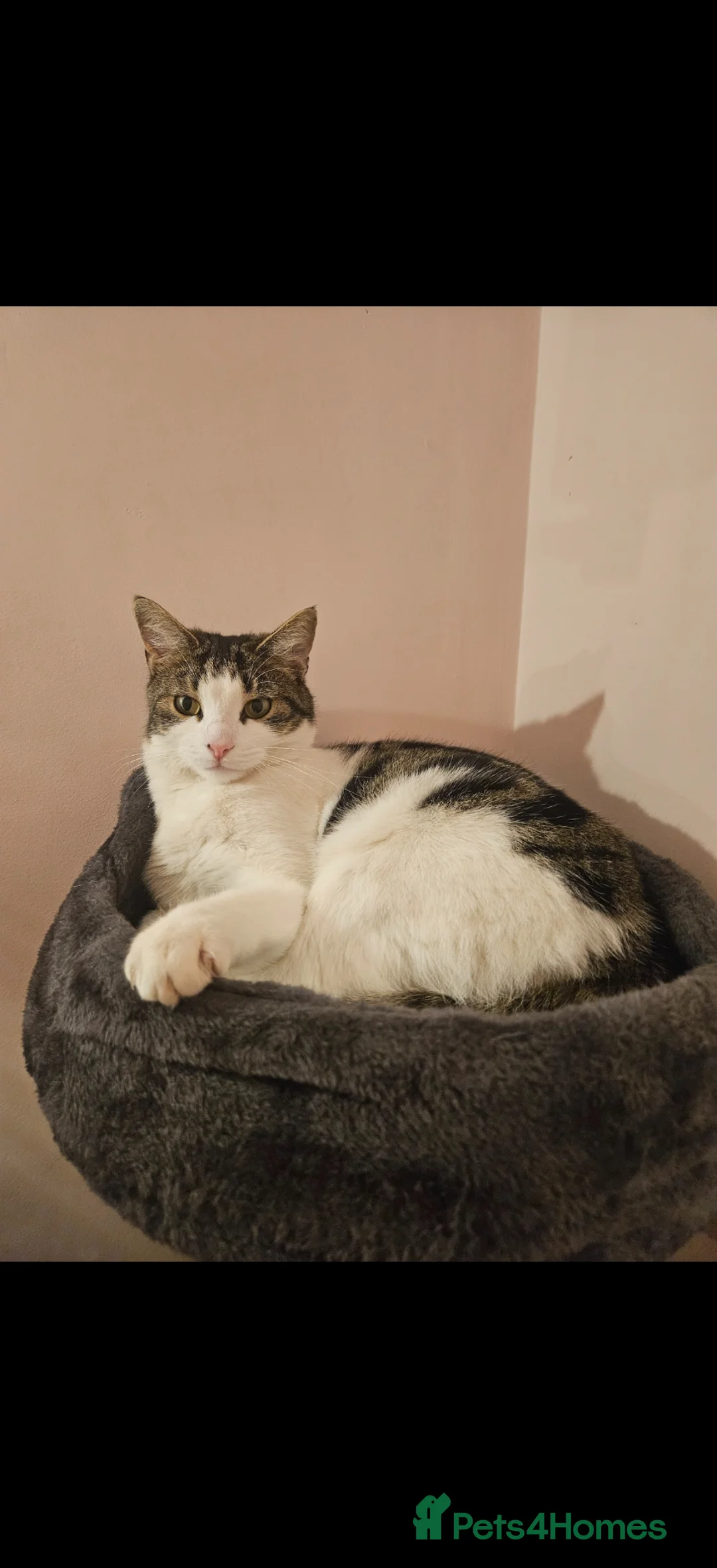 Mixed Breed cats for sale: Buddy is looking for a forever home - Advert 1
