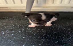 Jack Russell dogs for sale: Jack Russell  - Image 15