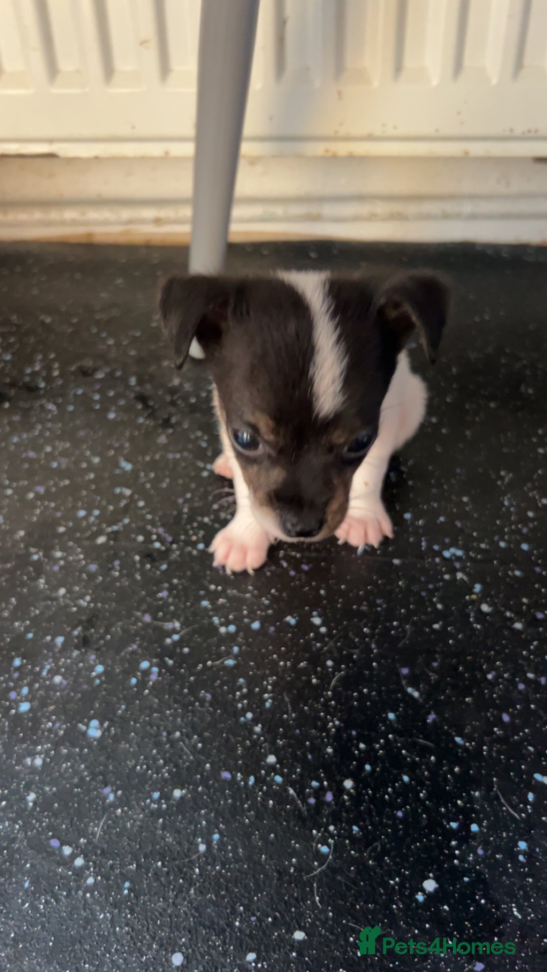 Jack Russell dogs for sale: Jack Russell  - Image 15