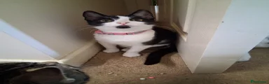 Domestic Shorthair 2