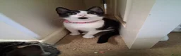 Domestic Shorthair cats for sale: Tuxedo male female in Shrewsbury - Advert 4