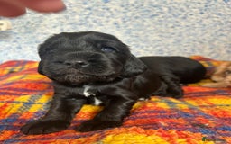 Cocker Spaniel dogs for sale: Beautiful cocker spaniel Boys  - Image 2