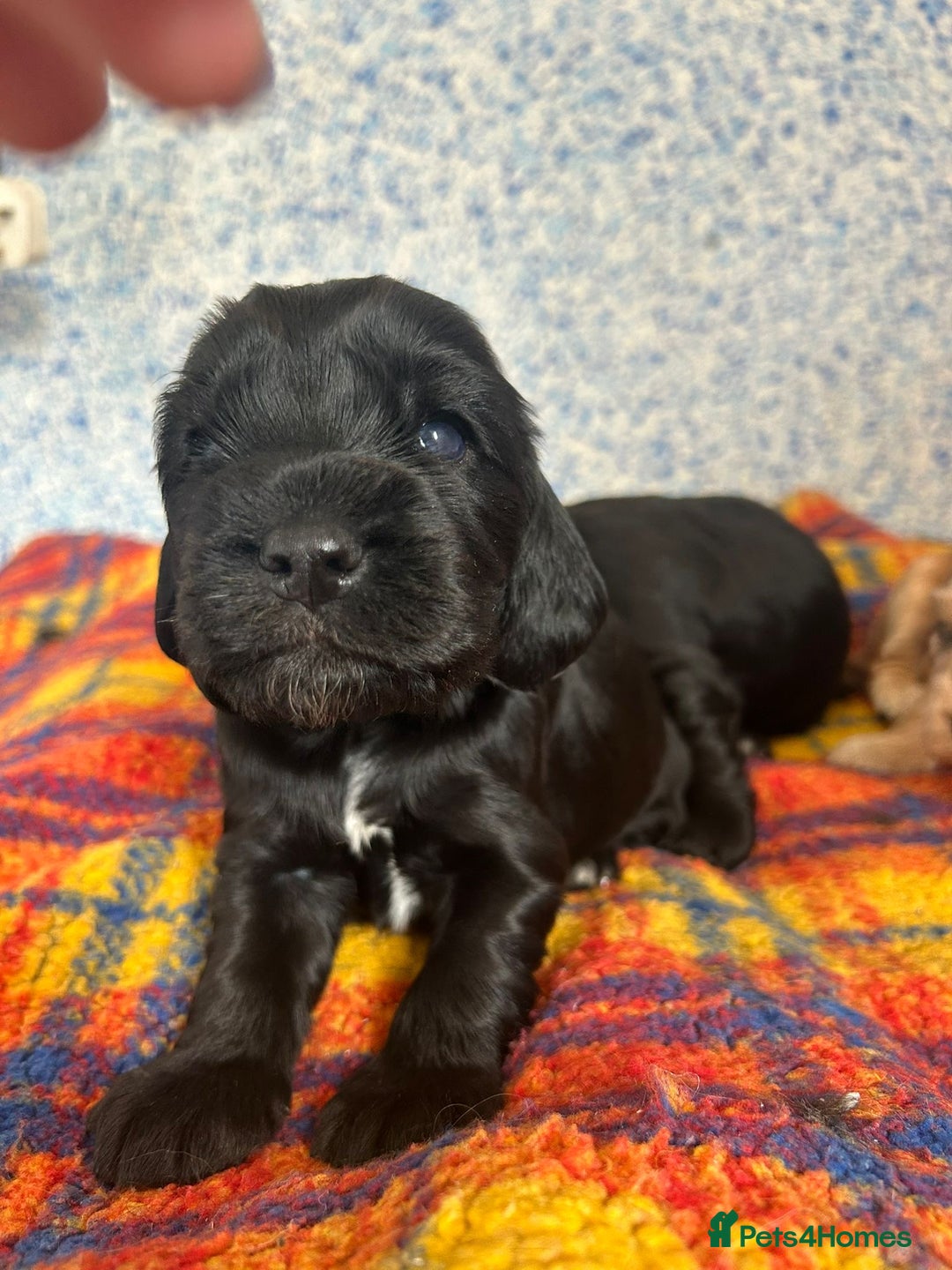 Cocker Spaniel dogs for sale: Beautiful cocker spaniel Boys  - Image 2