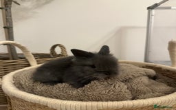 Lionhead rabbits for sale: 5 Gorgeous Fluffy Double Maned Lionheads - Image 2