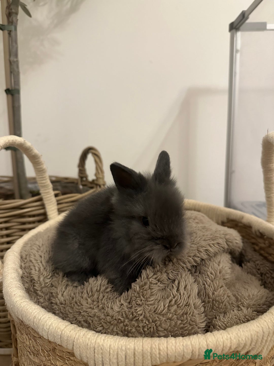 Lionhead rabbits for sale: 5 Gorgeous Fluffy Double Maned Lionheads - Image 2