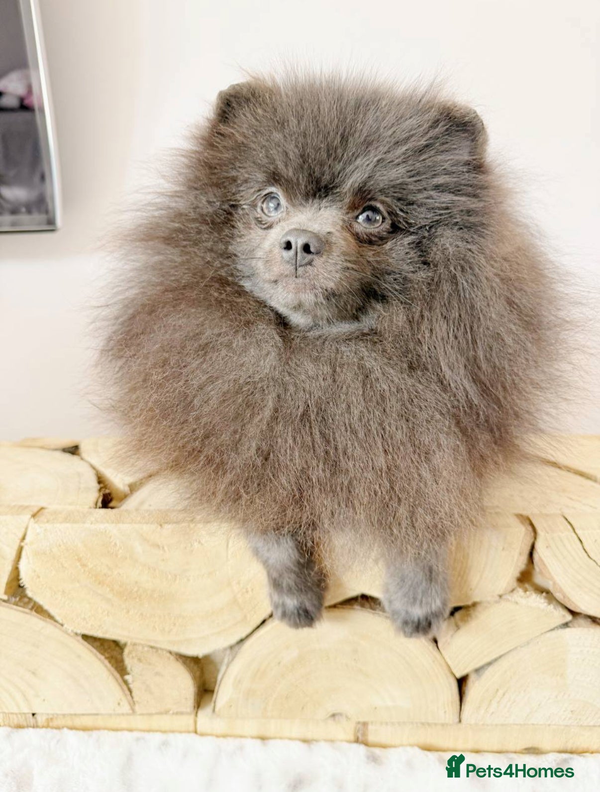 Pomeranian dogs Outstanding rare blue teddy 🧸💎 - Advert 3