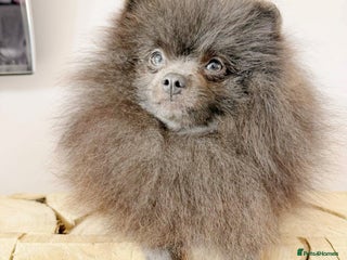 Pomeranian dogs Outstanding blue Pomeranian stud boy - Advert 2